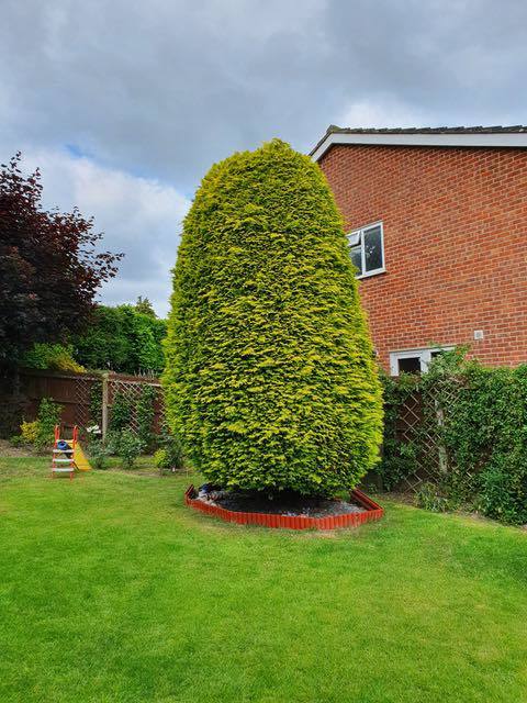 Conifers clipped and tidied up Cedardale tree surgeons Guildford