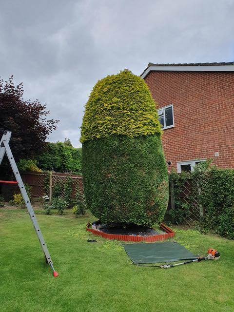 Conifers clipped and tidied up Cedardale tree surgeons Guildford