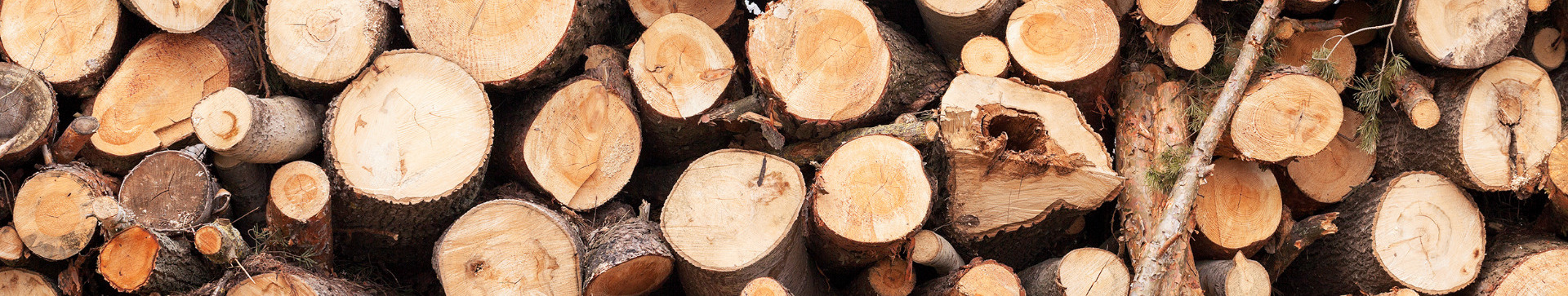 Tree Stump Removal Hampshire
