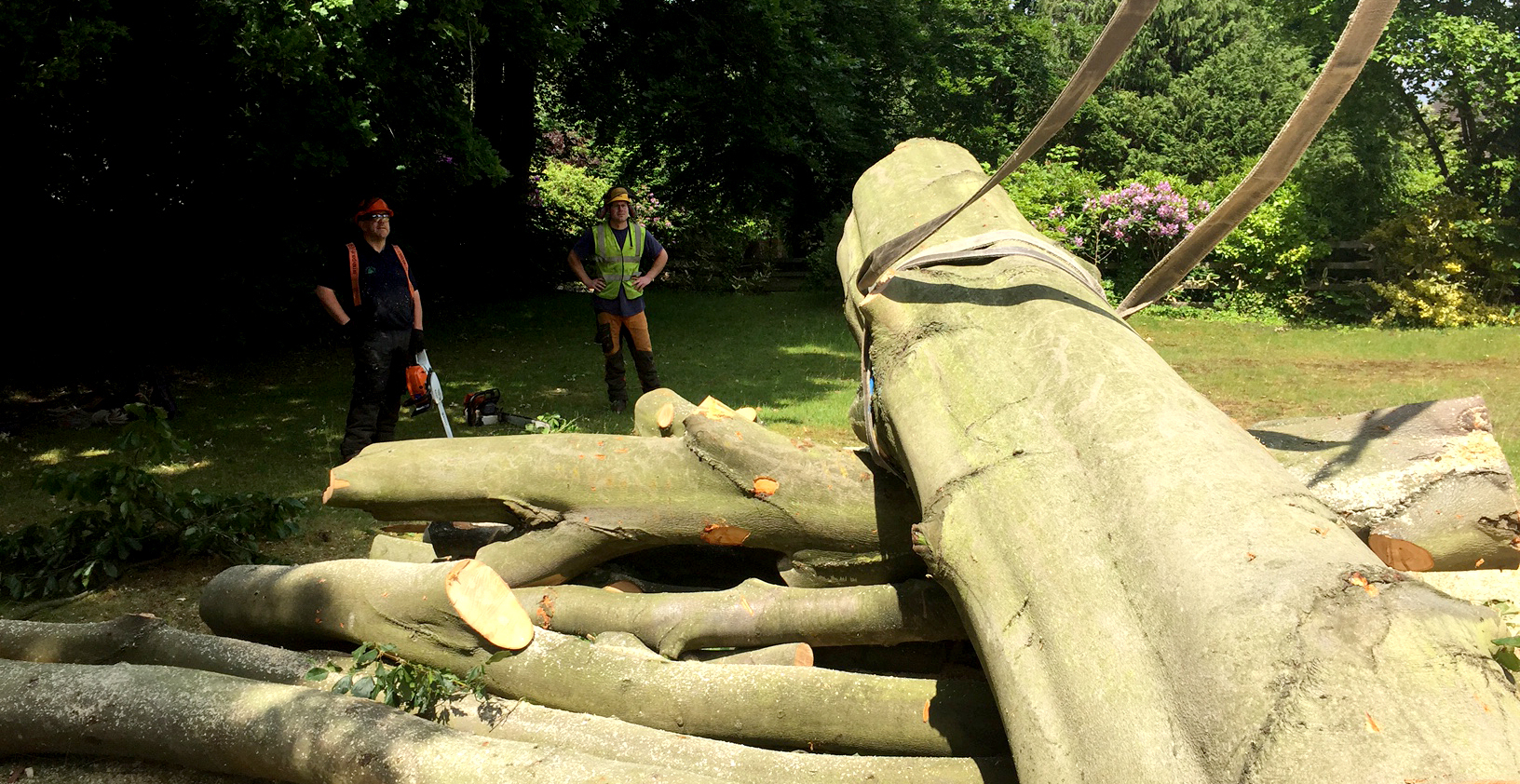 Tree Stump Removal Surrey