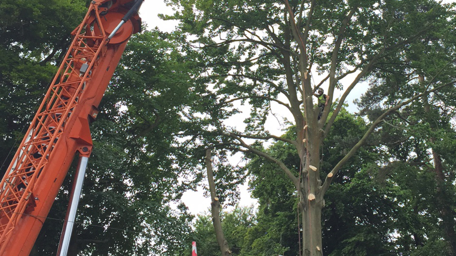 Tree Removal Camberley
